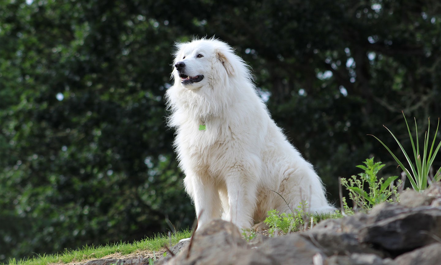  نژاد گریت پیرنیز (Great Pyrenees)